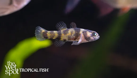 Micro bumblebee goby (Brachygobius nunus)
