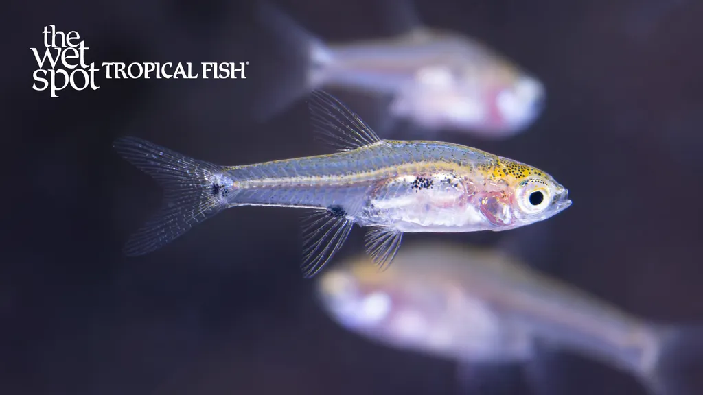 Micro rasbora (Boraras micros)