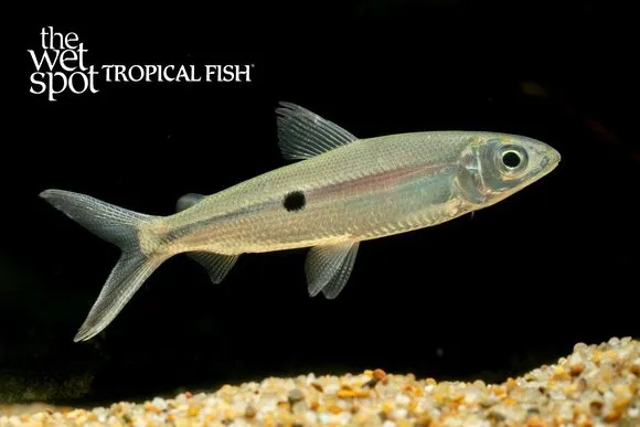 Smallscale hemiodus (Hemiodus microlepis)