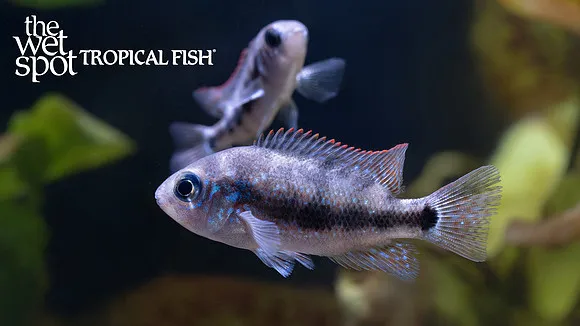 Microphthalmus cichlid (Chuco microphthalmus)