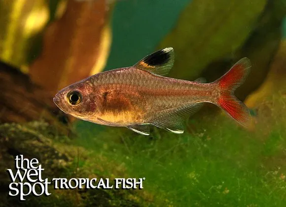 Micropterus tetra (Hyphessobrycon micropterus)