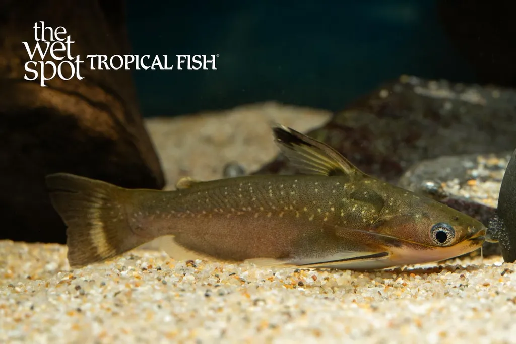 Midnight catfish (Auchenipterichthys coracoideus)