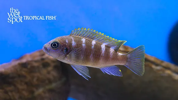 Mloto utaka (Copadichromis trewavasae)