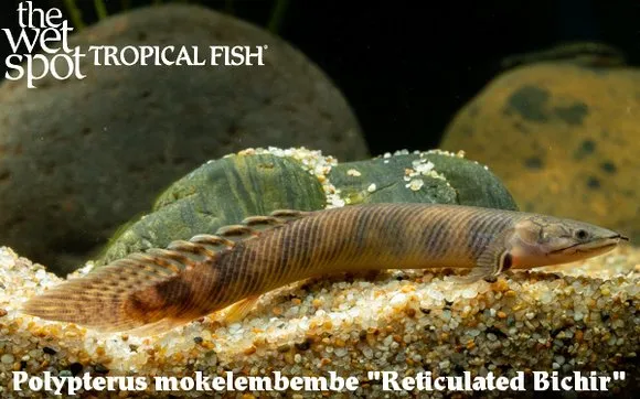 Mokele-mbembe bichir (Polypterus mokelembembe)