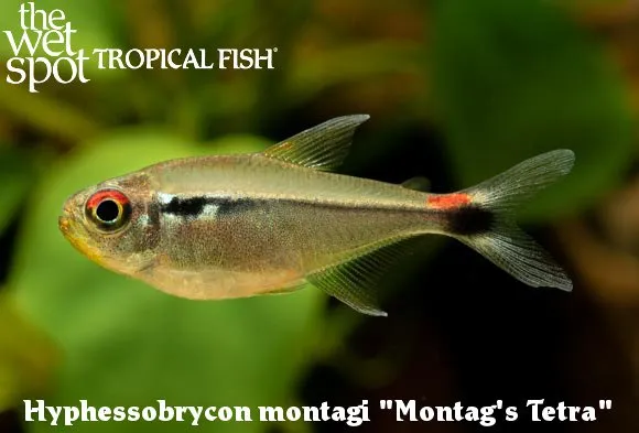 Montag's tetra (Hyphessobrycon montagi)