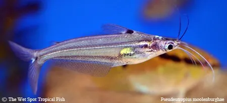 Moolenburgh's glass catfish (Pseudeutropius moolenburghae)