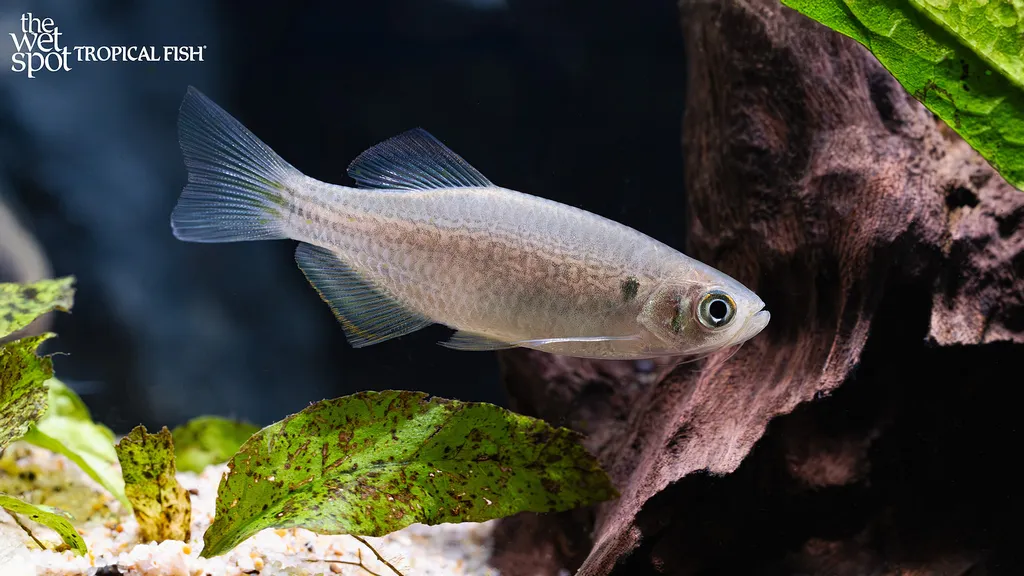 Moustached danio (Danio dangila)