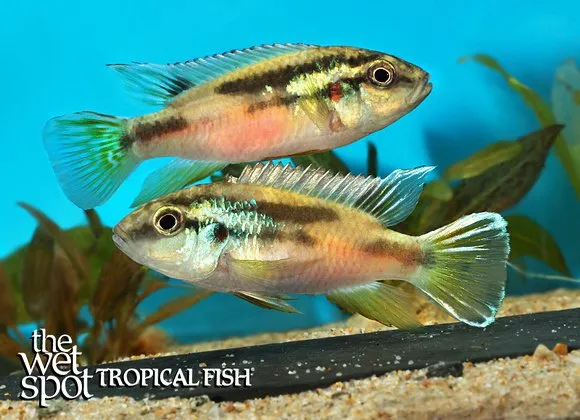 Mungo blue benitochromis (Benitochromis finleyi)