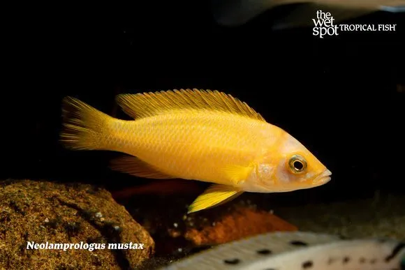 Mustache lamprologus (Neolamprologus mustax)