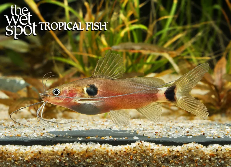 Two-spot catfish (Mystus bimaculatus)