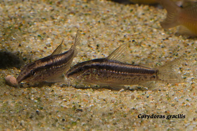 Nano cory (Gastrodermus gracilis)
