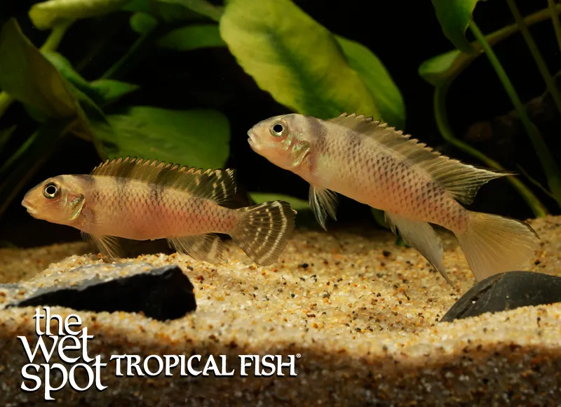 Transvestite cichlid (Nanochromis transvestitus)
