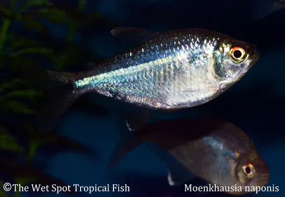 Napo tetra (Moenkhausia naponis)