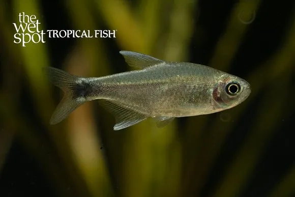 Negodagua tetra (Hyphessobrycon negodagua)