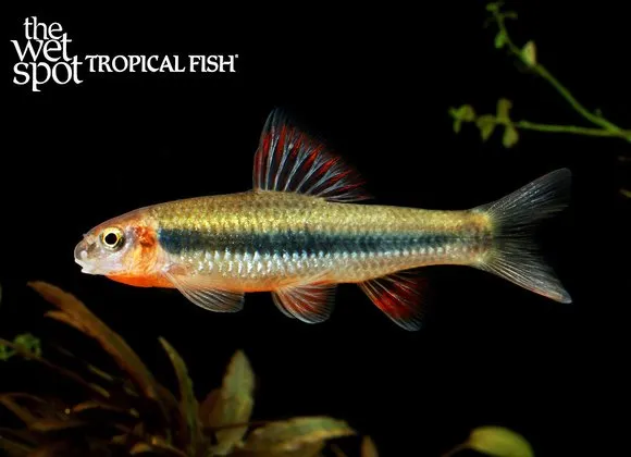 Neon golden-stripe shark (Sarcocheilichthys parvus)