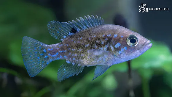 Ngege tilapia (Oreochromis esculentus)