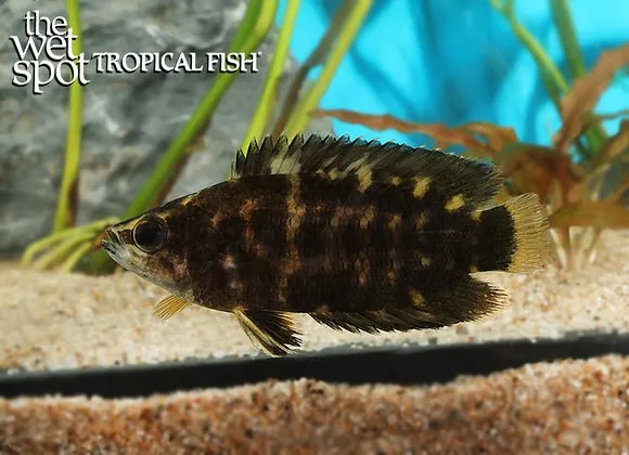 Niger Delta bushfish (Ctenopoma nebulosum)