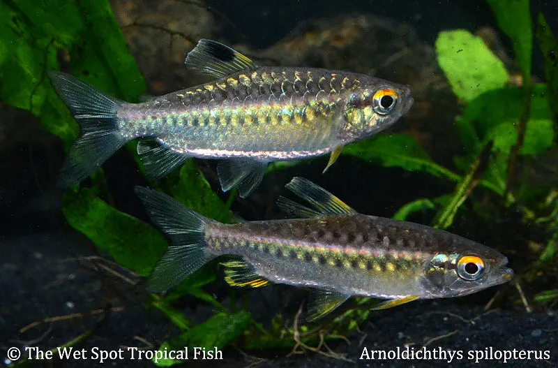 Niger tetra (Arnoldichthys spilopterus)