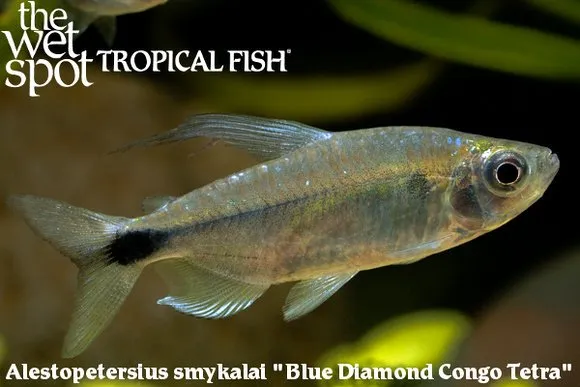 Niger yellow Congo tetra (Alestopetersius smykalai)
