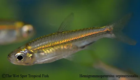 Nigerian yellow line tetra (Rhabdalestes septentrionalis)