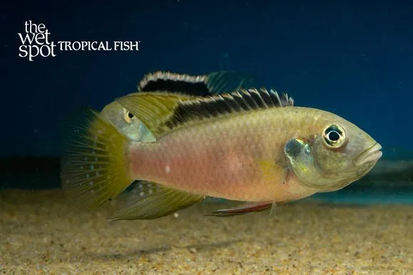 Nigrodorsalis benitochromis (Benitochromis nigrodorsalis)