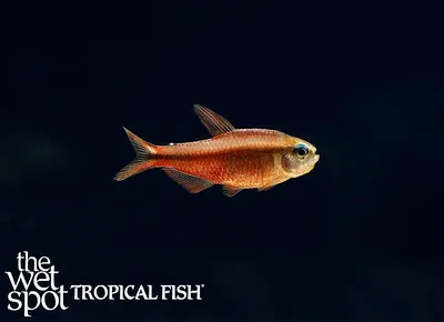 Notidanos tetra (Hyphessobrycon notidanos)