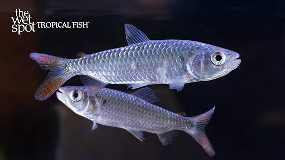 Nurse tetra (Brachyalestes nurse)