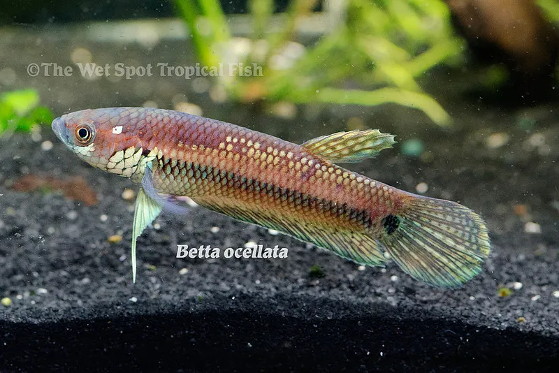 Eyespot betta (Betta ocellata)