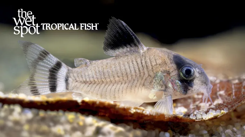 Oiapoque cory (Hoplisoma oiapoquense)