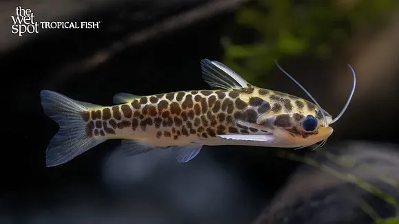 Oil catfish (Duringlanis perugiae)