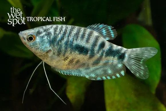 Opaline gourami (Trichopodus trichopterus)