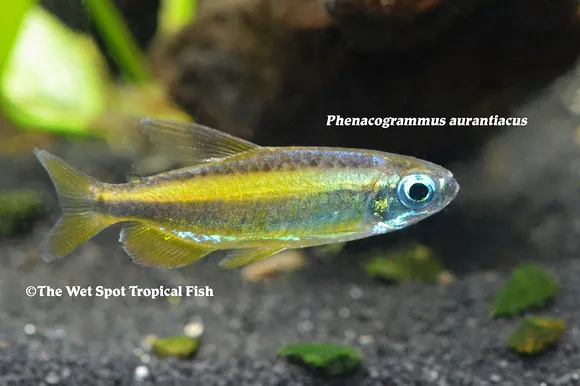 Orange Congo tetra (Phenacogrammus aurantiacus)