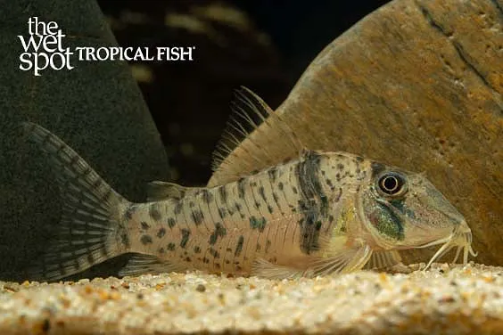 Orces's cory (Corydoras orcesi)