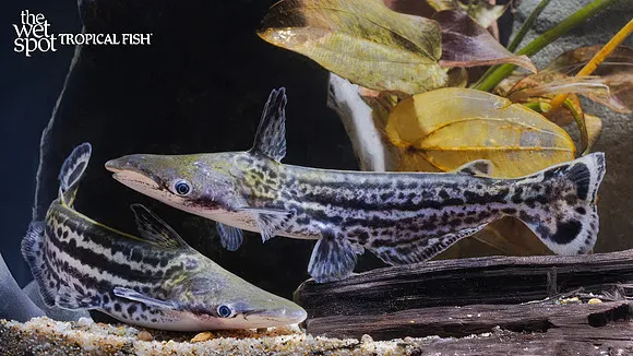 Orinoco dolphin catfish (Ageneiosus magoi)