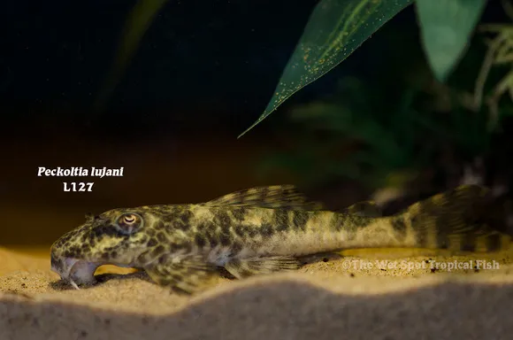 Orinoco peckoltia (Peckoltia lujani)