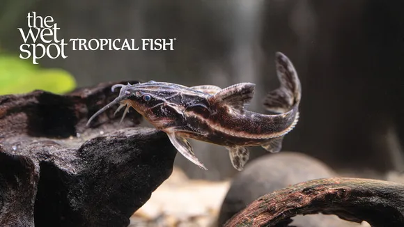 Orinoco talking catfish (Orinocodoras eigenmanni)