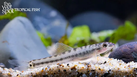 Ornate stone loach (Nemacheilus ornatus)