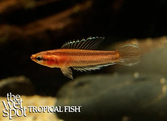 Ornate-tail licorice gourami (Parosphromenus ornaticauda)