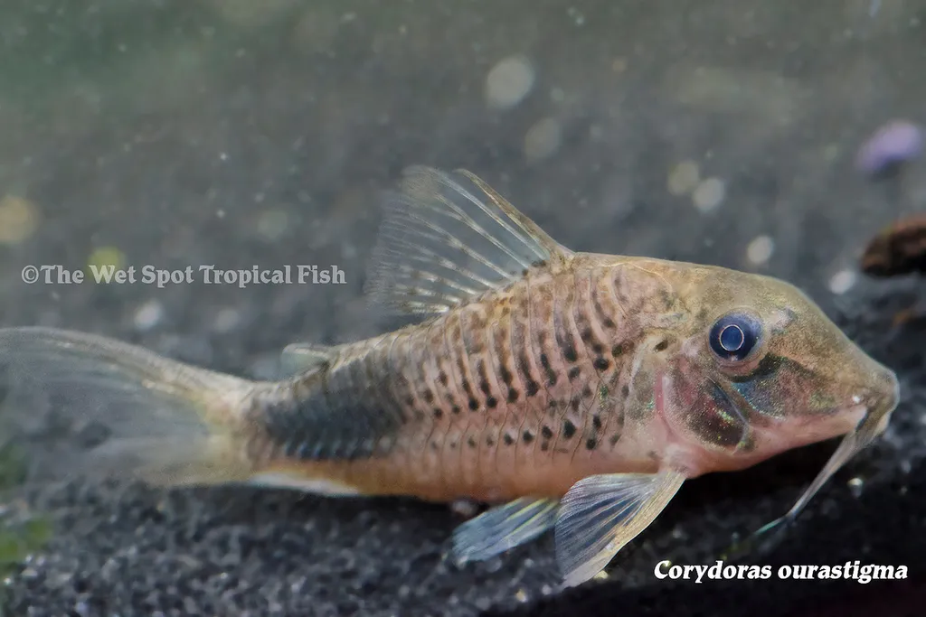 Ourastigma cory (Corydoras ourastigma)