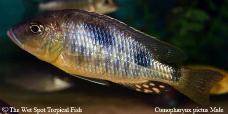 Painted ctenopharynx (Ctenopharynx pictus)