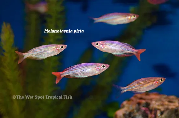 Painted rainbowfish (Melanotaenia picta)