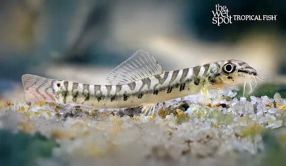 Painted zipper loach (Paracanthocobitis pictilis)