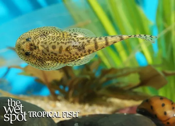 Pako hillstream loach (Sewellia breviventralis)