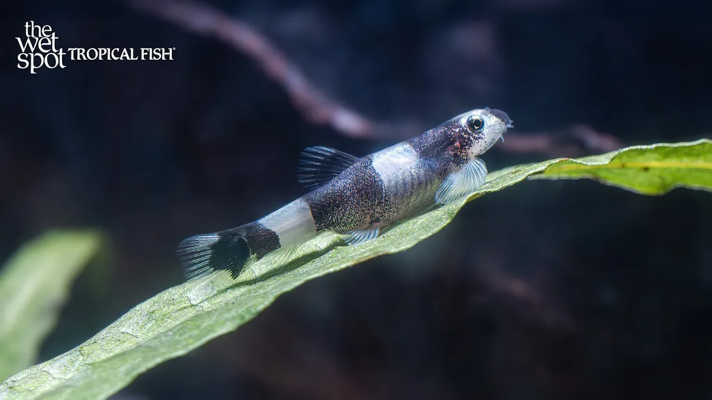Panda loach (Yaoshania pachychilus)