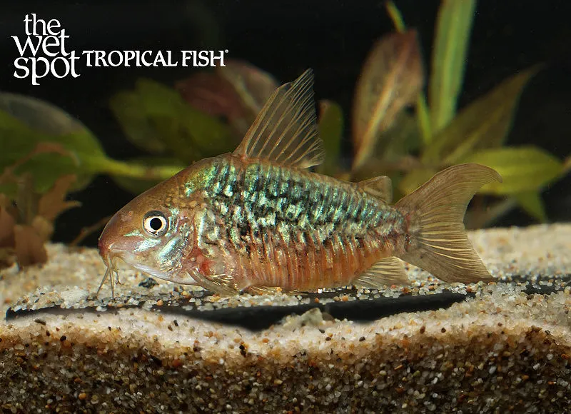 Pantanal cory (Brochis pantanalensis)