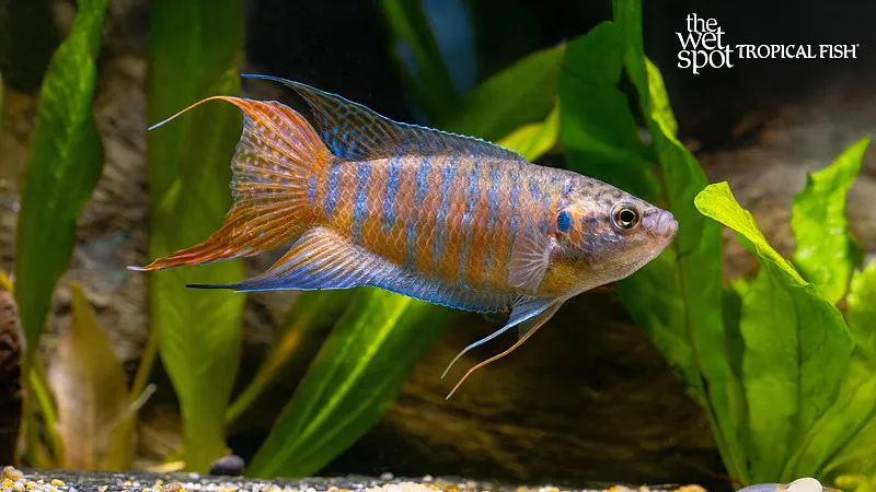 Paradise fish (Macropodus opercularis)
