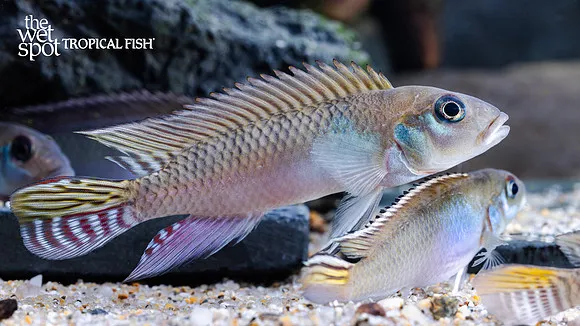Parilus nanochromis (Nanochromis parilus)