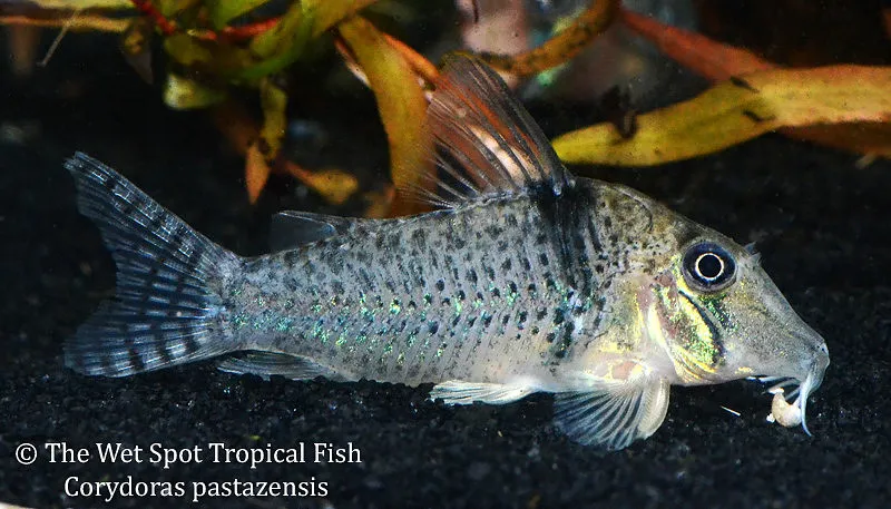 Pastaza cory (Corydoras pastazensis)