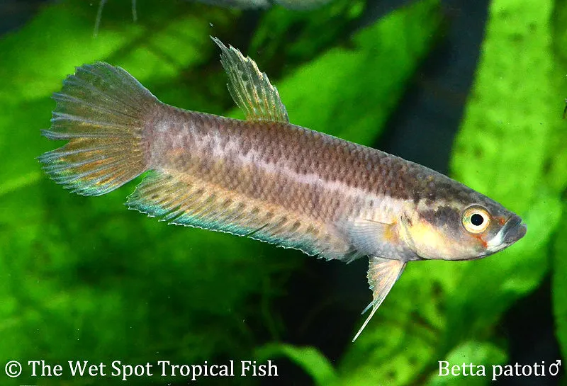 Patoti betta (Betta patoti)