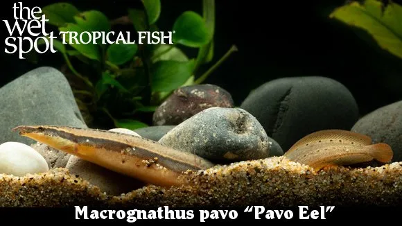 Pavo spiny eel (Macrognathus pavo)